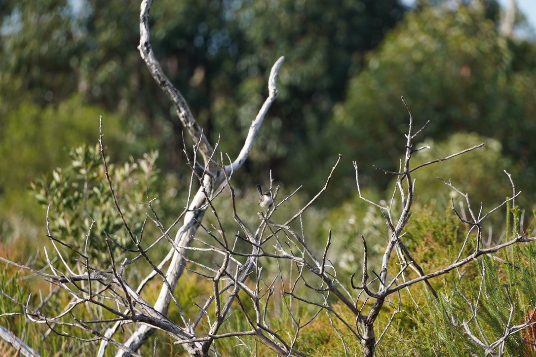 Superb Fairywren - ML625907518