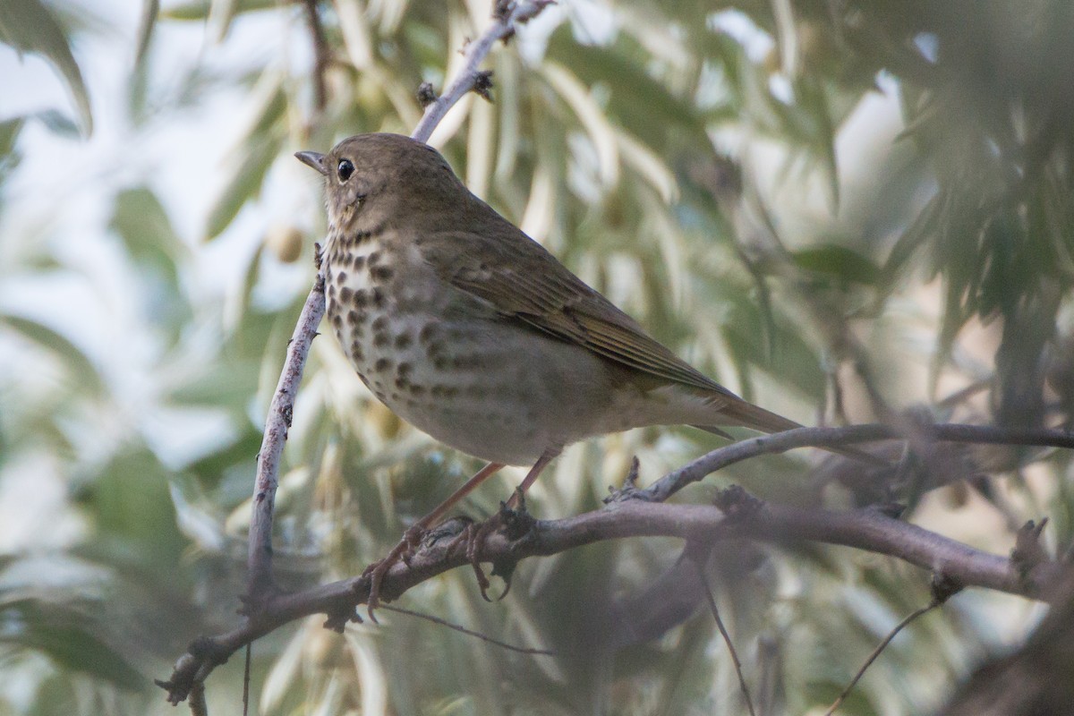 Hermit Thrush - ML625907519