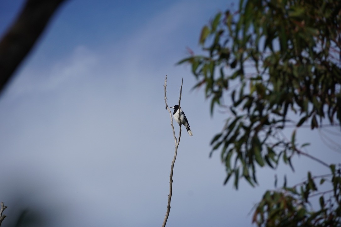 Pied Butcherbird - ML625907520