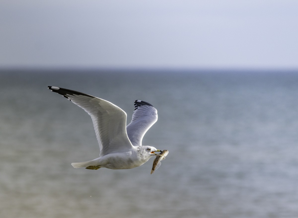 Ring-billed Gull - ML625907525