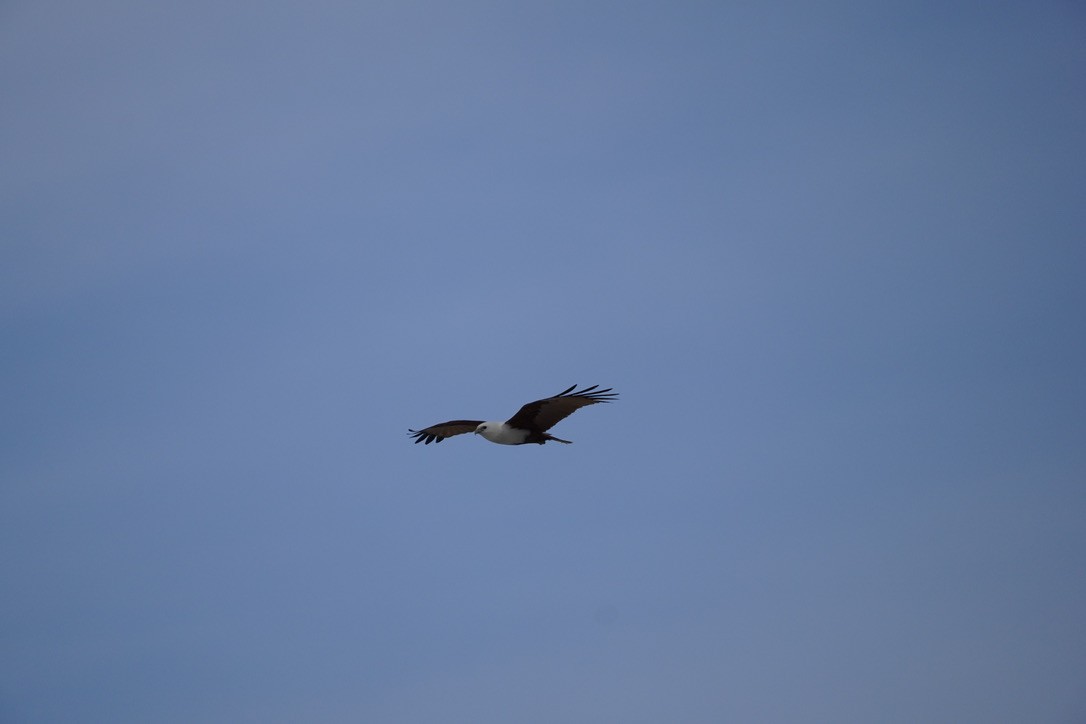 Brahminy Kite - ML625907526