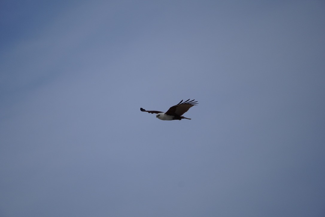 Brahminy Kite - ML625907527