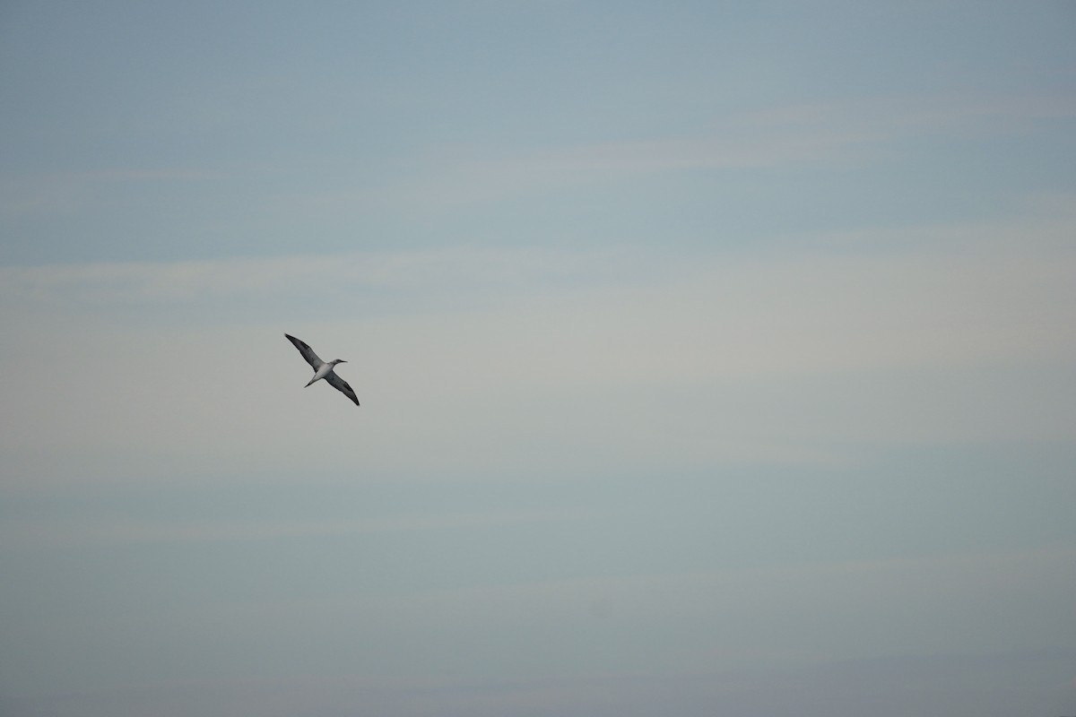 Australasian Gannet - ML625907528