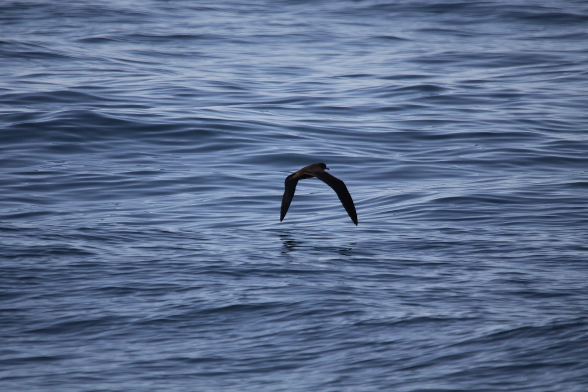 Wedge-tailed Shearwater - ML625907529