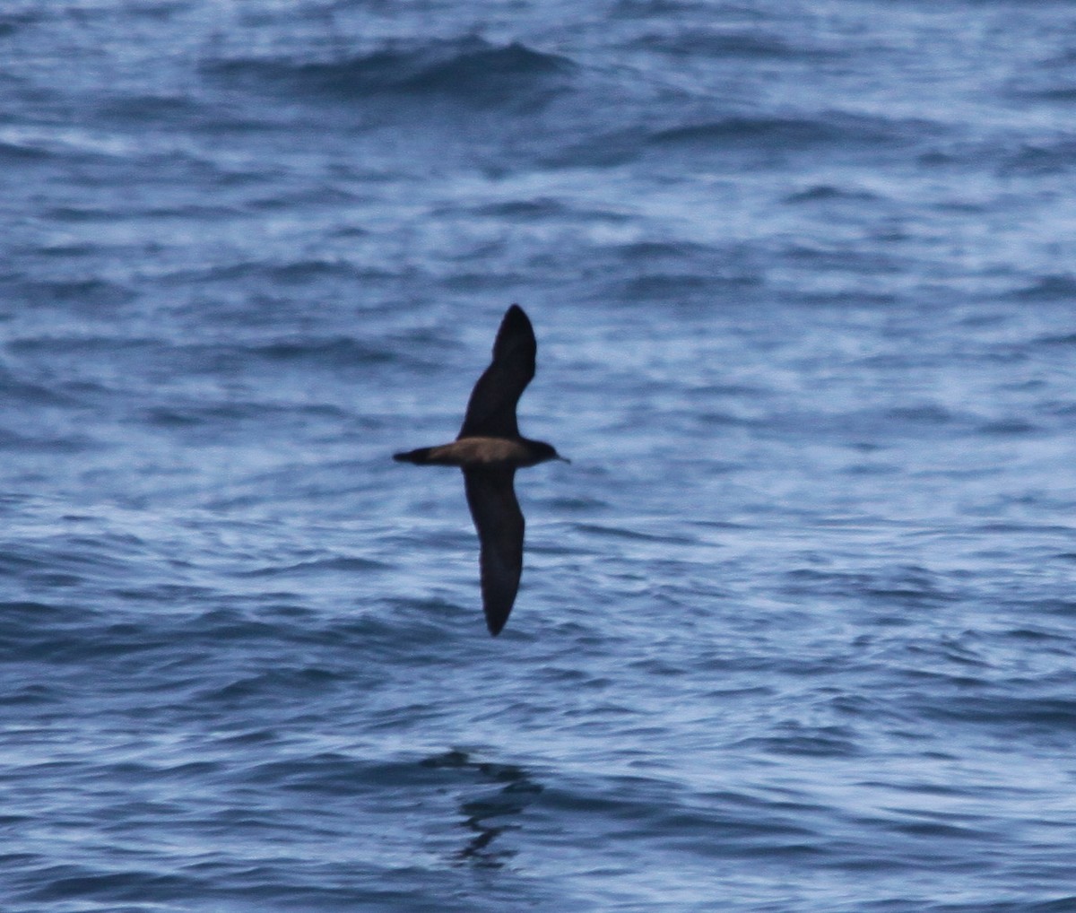 Wedge-tailed Shearwater - ML625907530