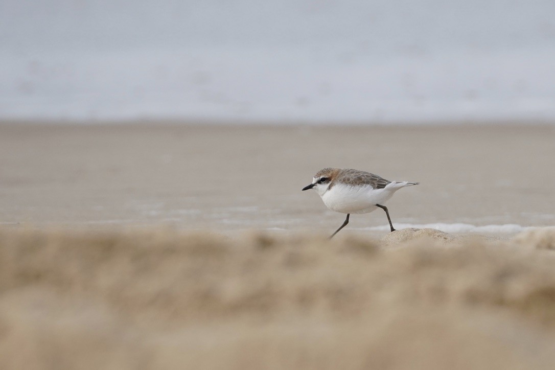 Red-capped Plover - Matt Egan