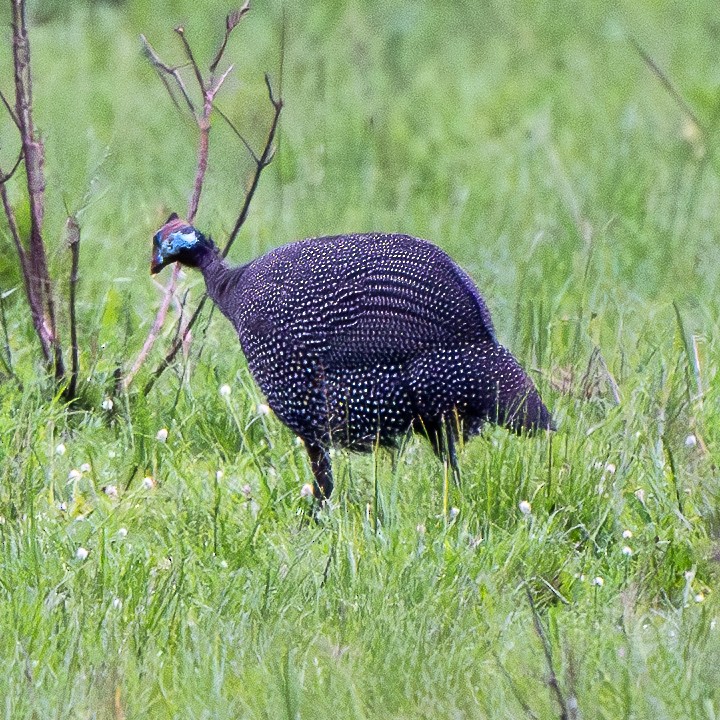 Helmeted Guineafowl - ML625907535