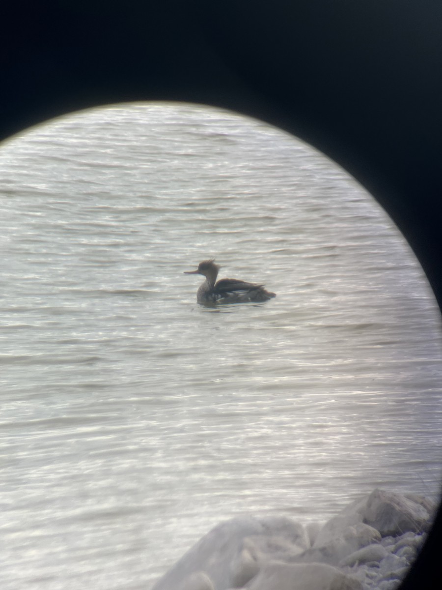 Red-breasted Merganser - ML625907536