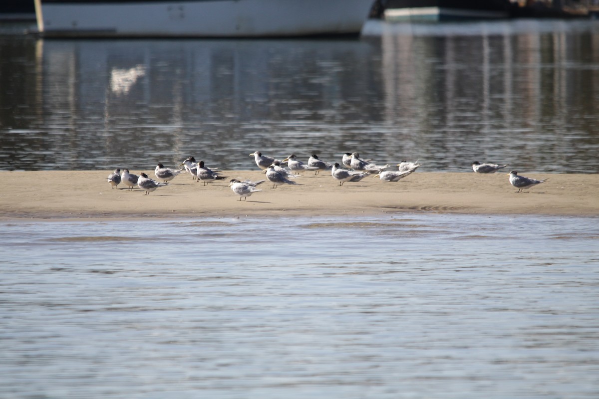 Great Crested Tern - ML625907537