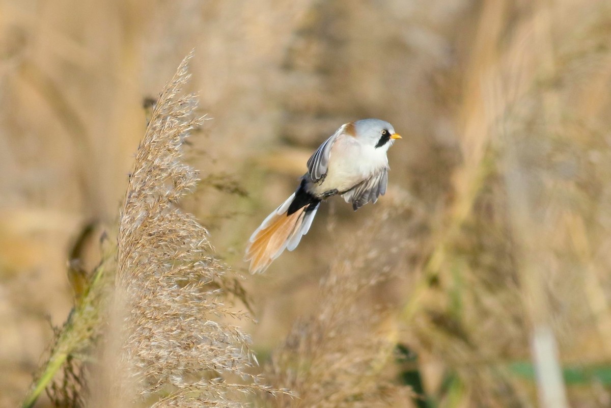 Bearded Reedling - ML625907538