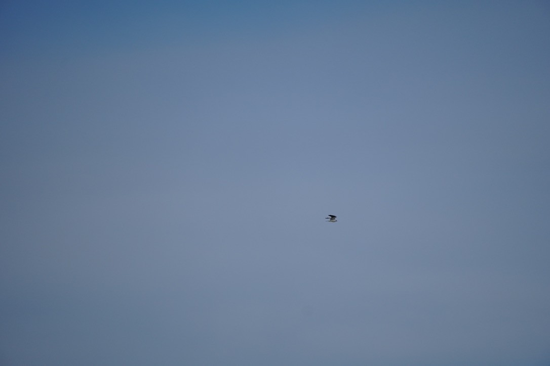 Black-shouldered Kite - Matt Egan