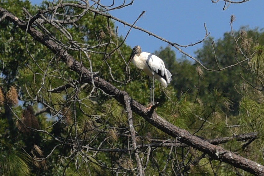 Wood Stork - ML625907540