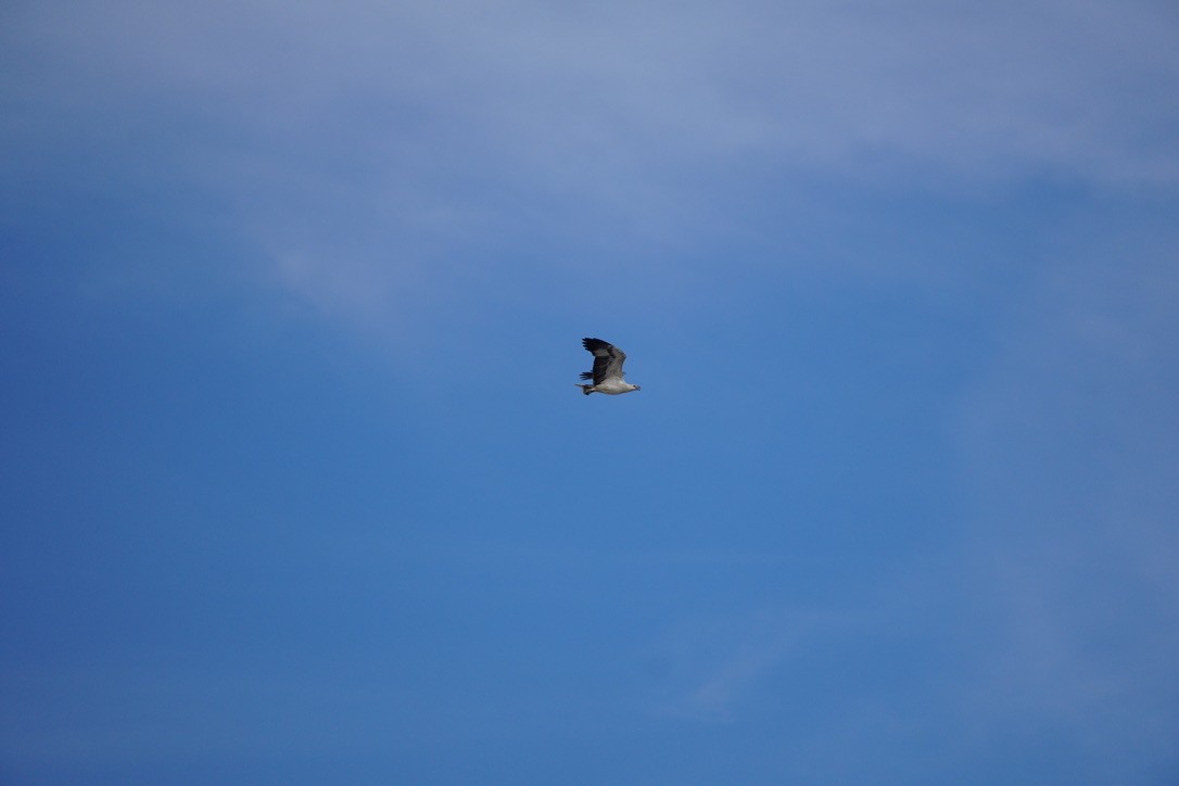 White-bellied Sea-Eagle - ML625907541