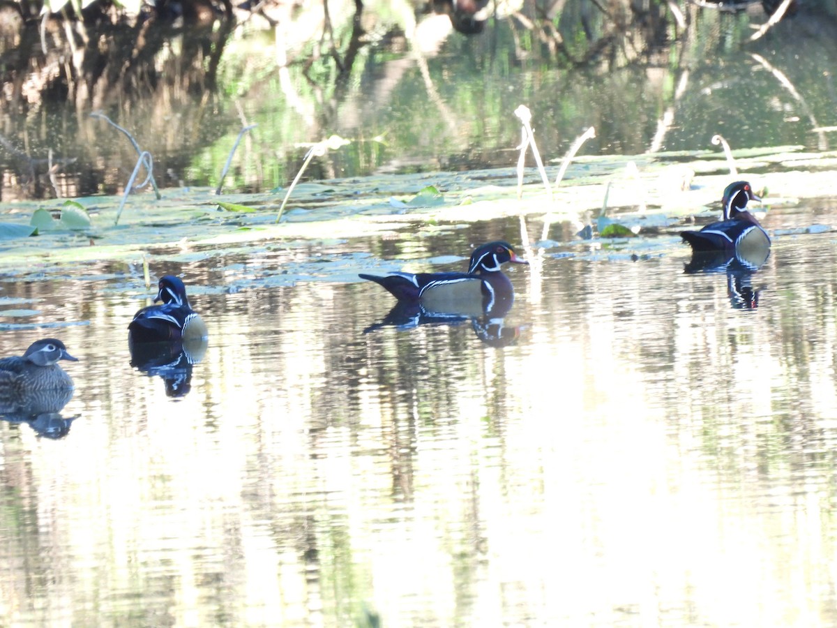 Wood Duck - ML625907542