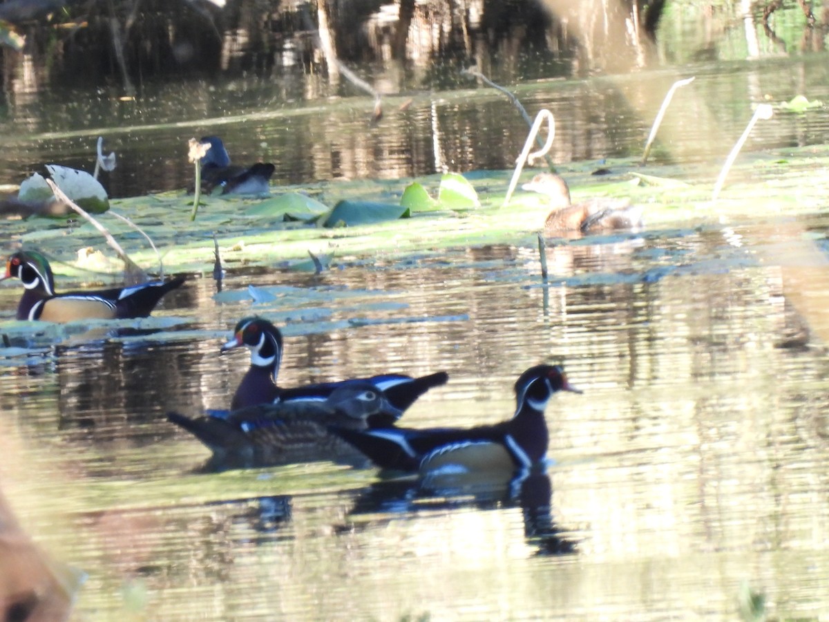 Wood Duck - ML625907543