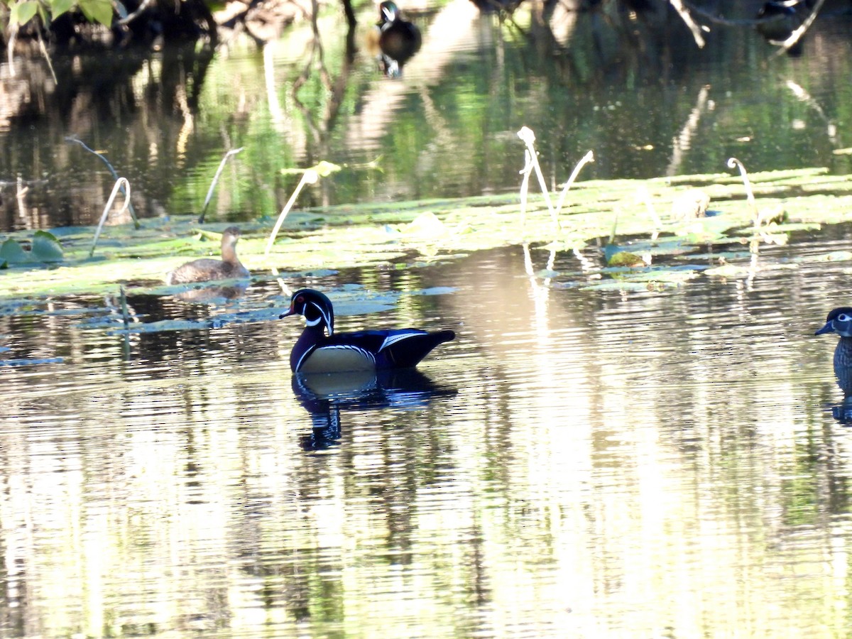 Wood Duck - ML625907544