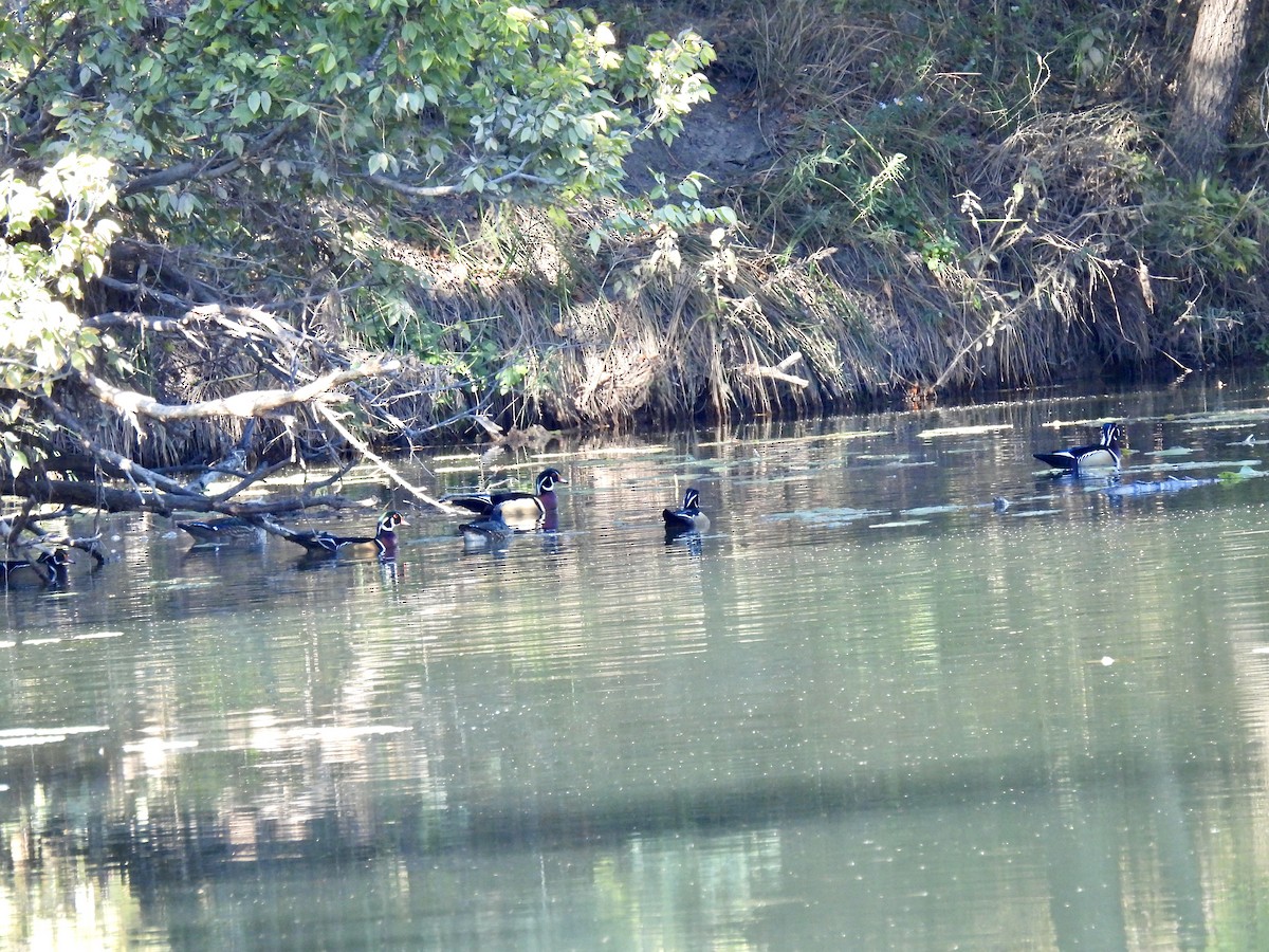 Wood Duck - ML625907545