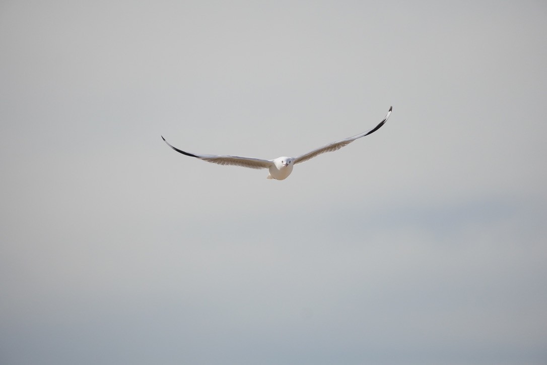 Silver Gull - ML625907546