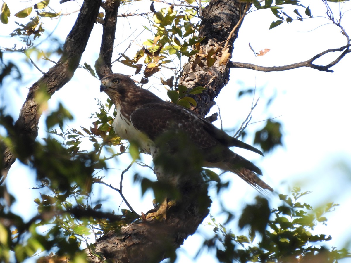 Red-tailed Hawk - ML625907547