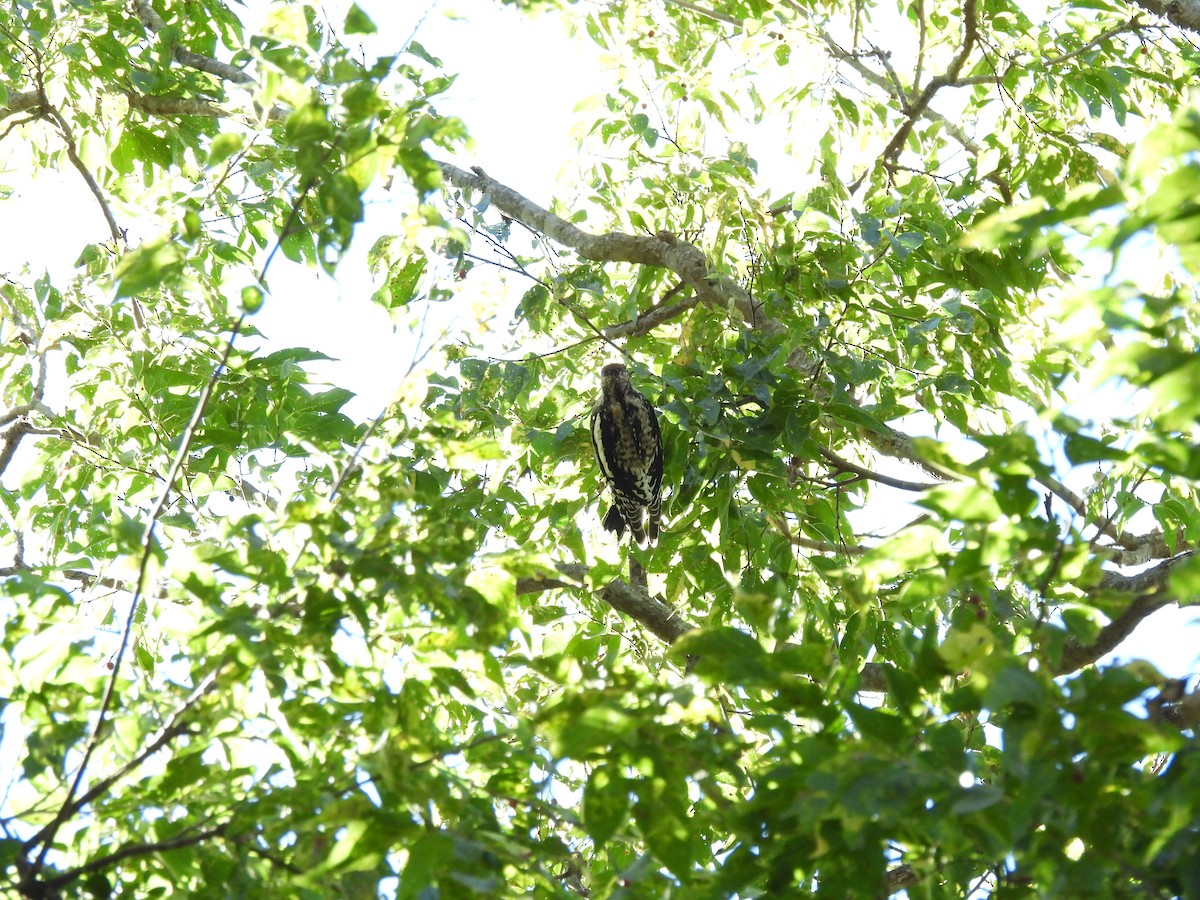 Yellow-bellied Sapsucker - ML625907549