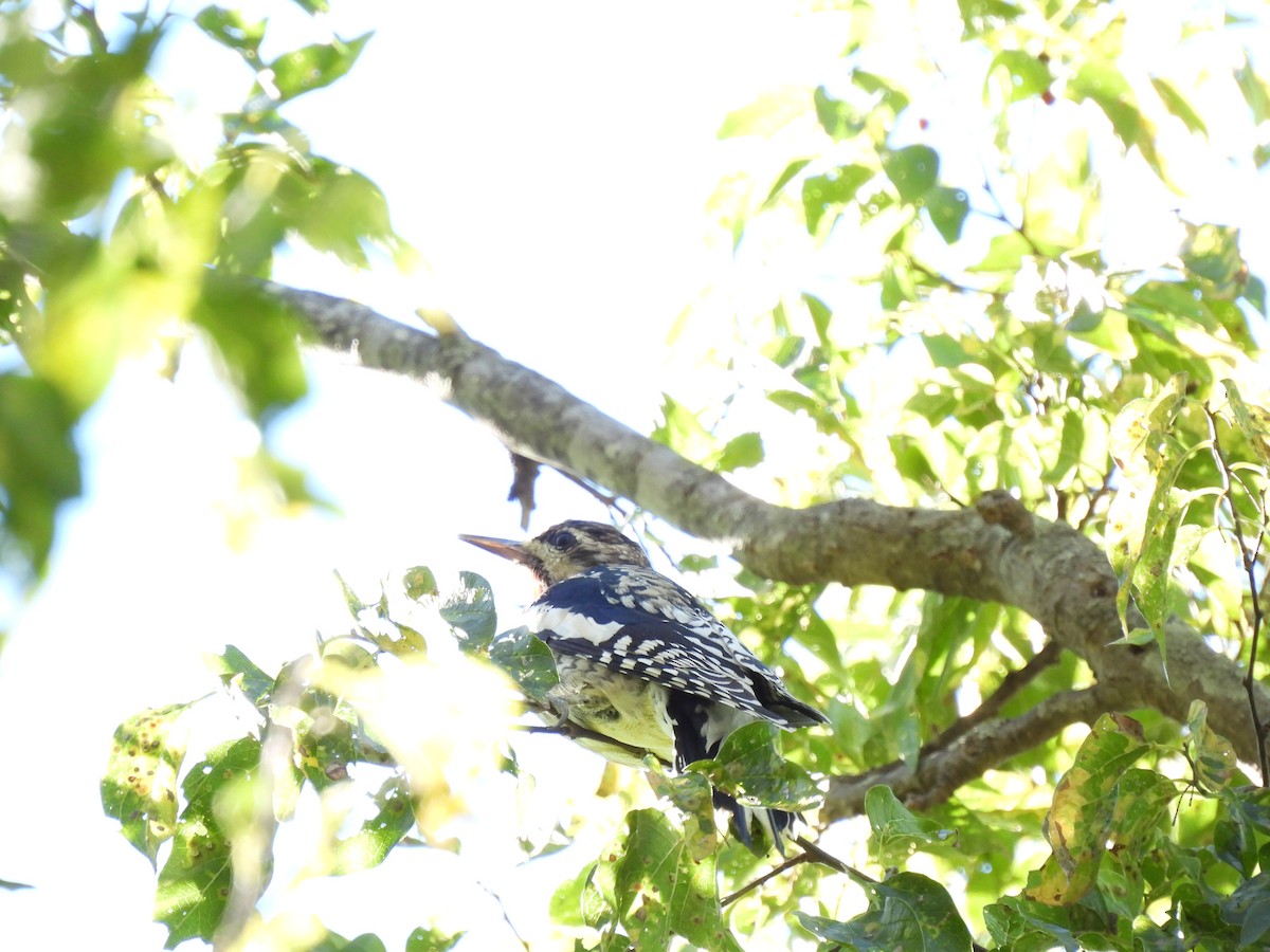 Yellow-bellied Sapsucker - ML625907550