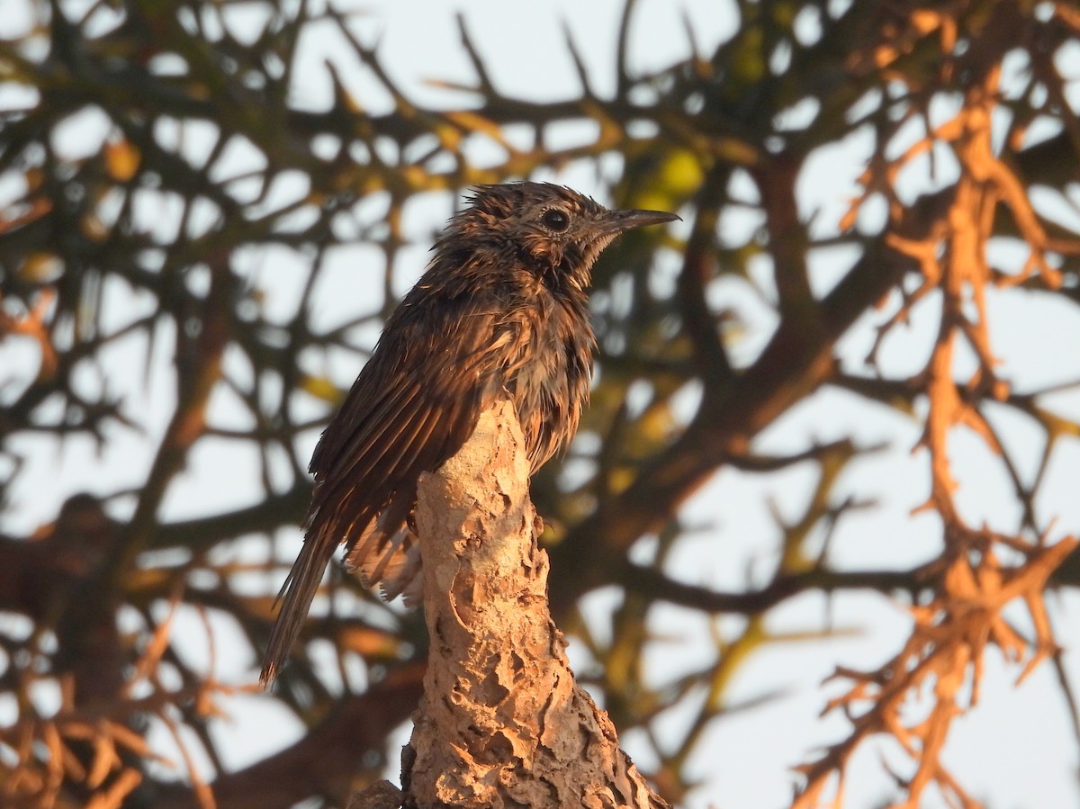 Littoral Rock-Thrush - ML625907551