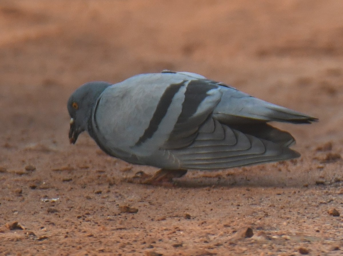 Rock Pigeon (Feral Pigeon) - ML625907552