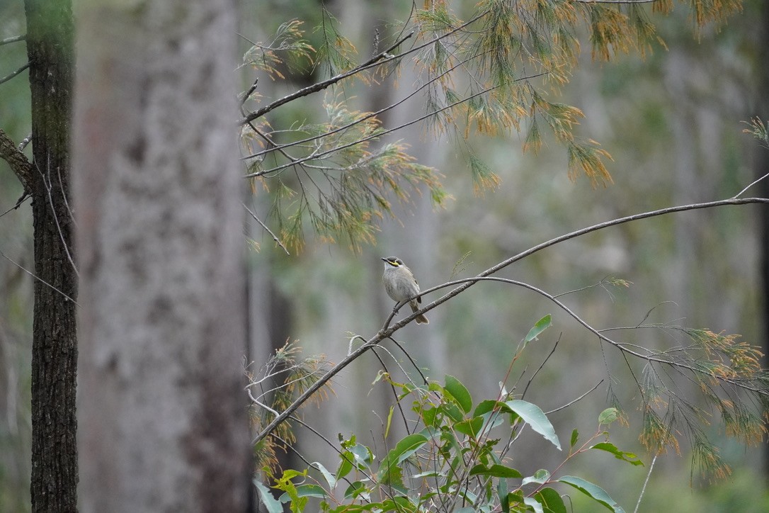 Yellow-faced Honeyeater - ML625907553