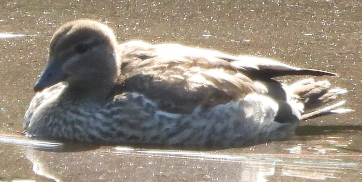 Maned Duck - ML625907554