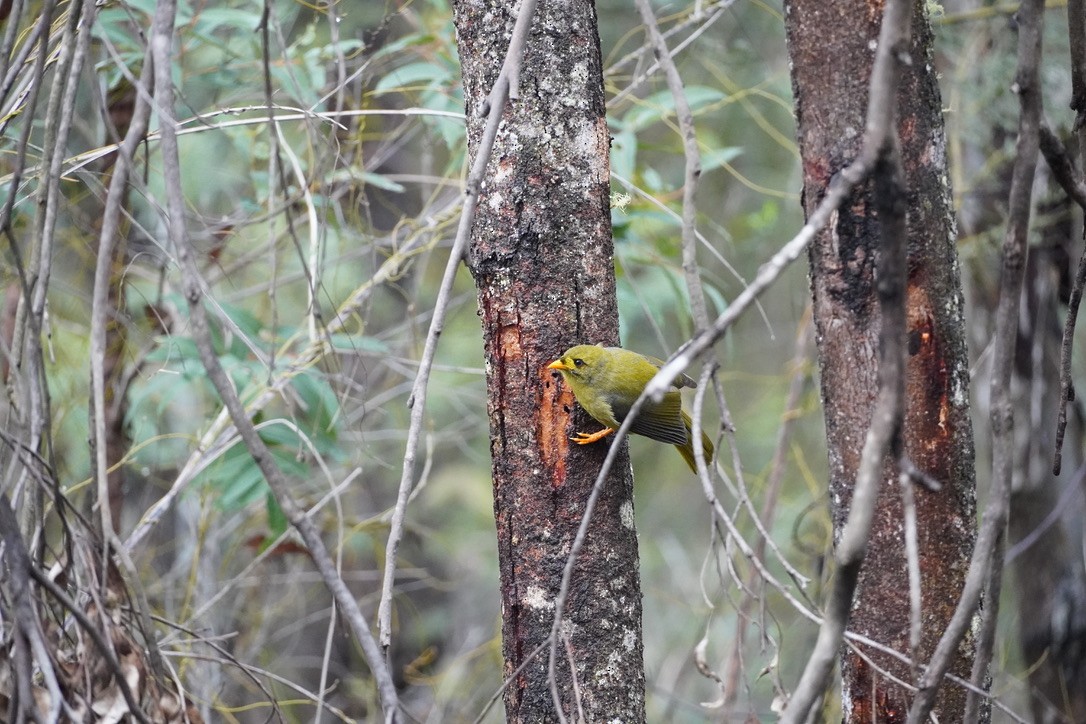 Bell Miner - ML625907557