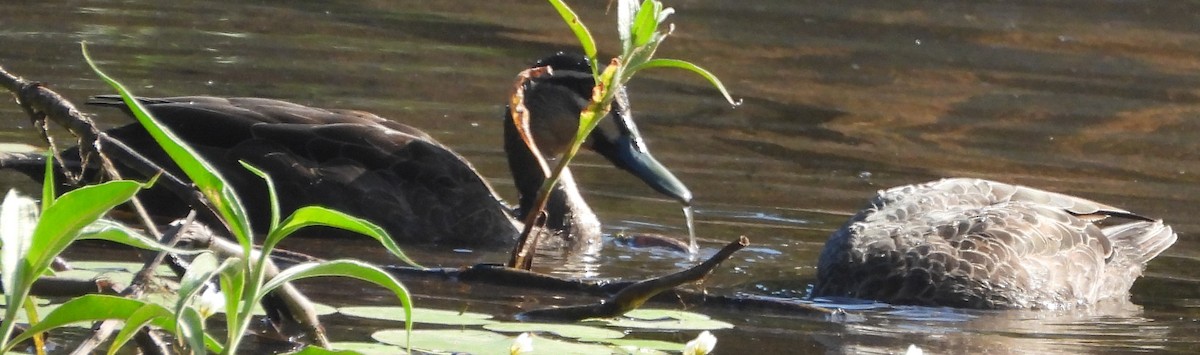 Pacific Black Duck - ML625907558