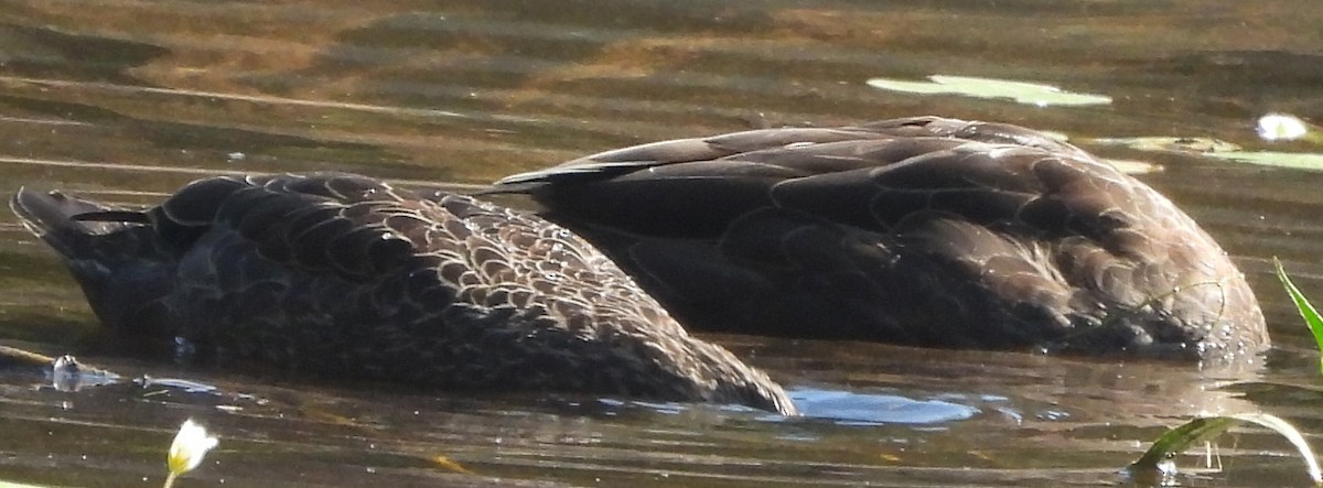 Pacific Black Duck - Suzanne Foley