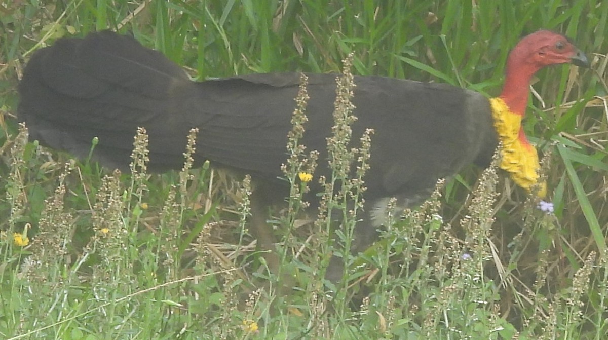 Australian Brushturkey - ML625907561