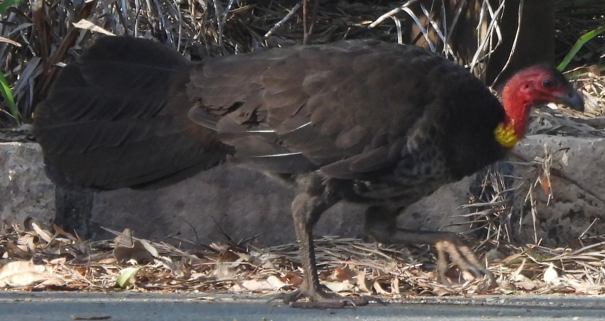 Australian Brushturkey - Suzanne Foley