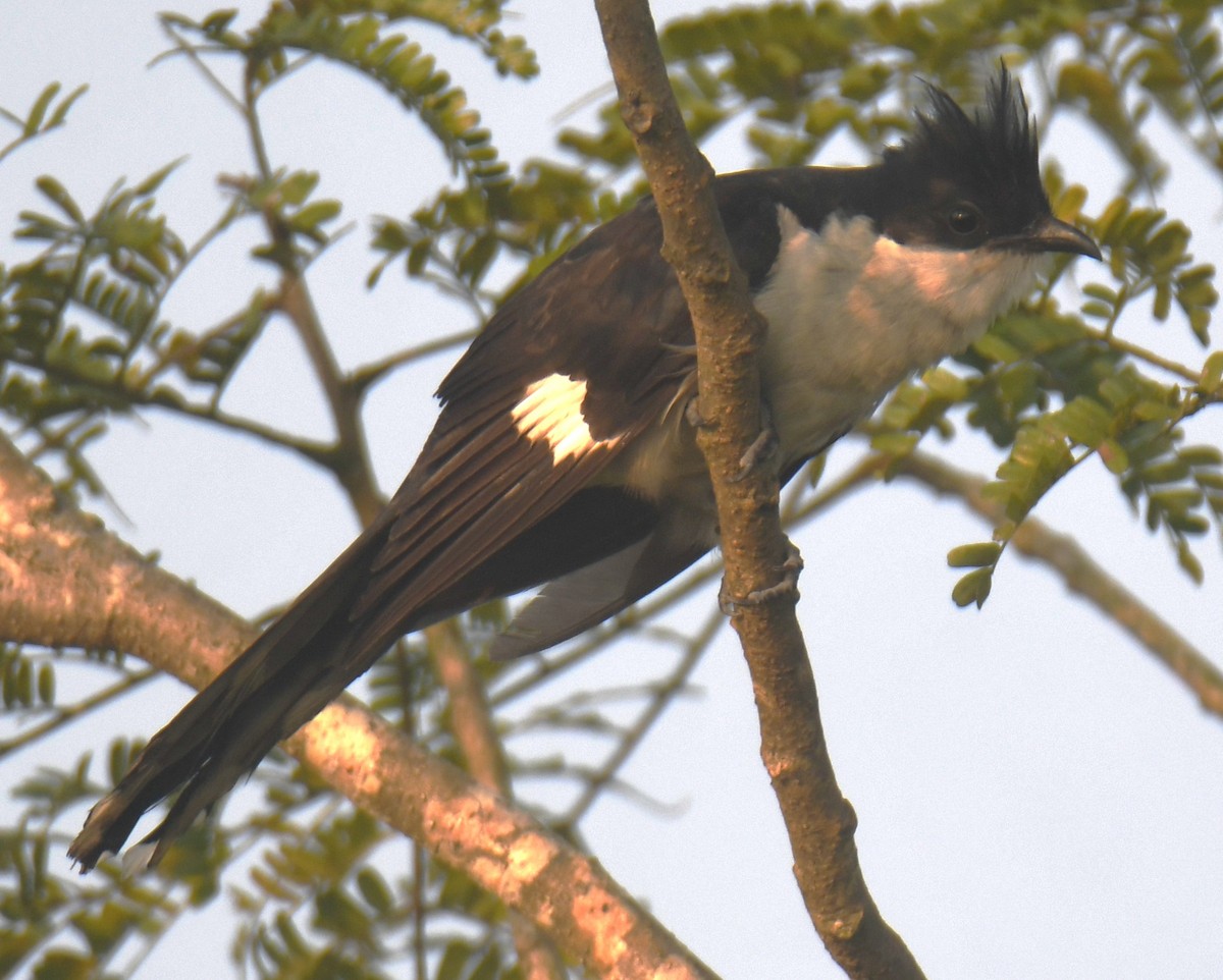 Pied Cuckoo - ML625907563