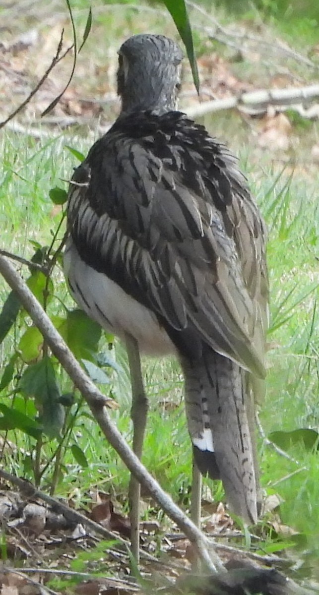 Bush Thick-knee - ML625907564