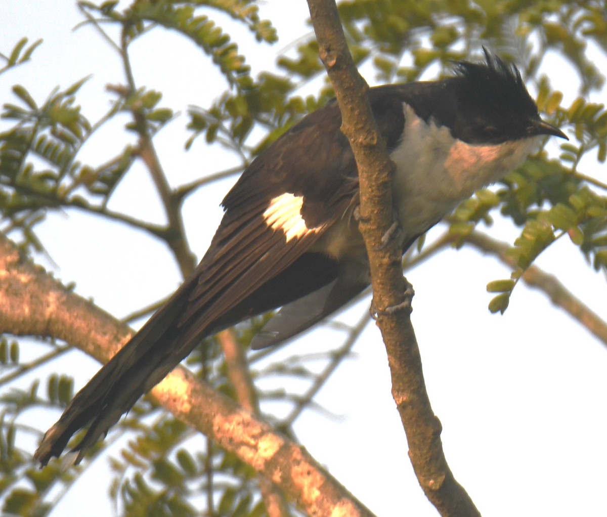 Pied Cuckoo - ML625907565