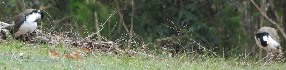 Masked Lapwing - ML625907568