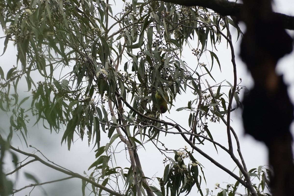 Musk Lorikeet - ML625907569