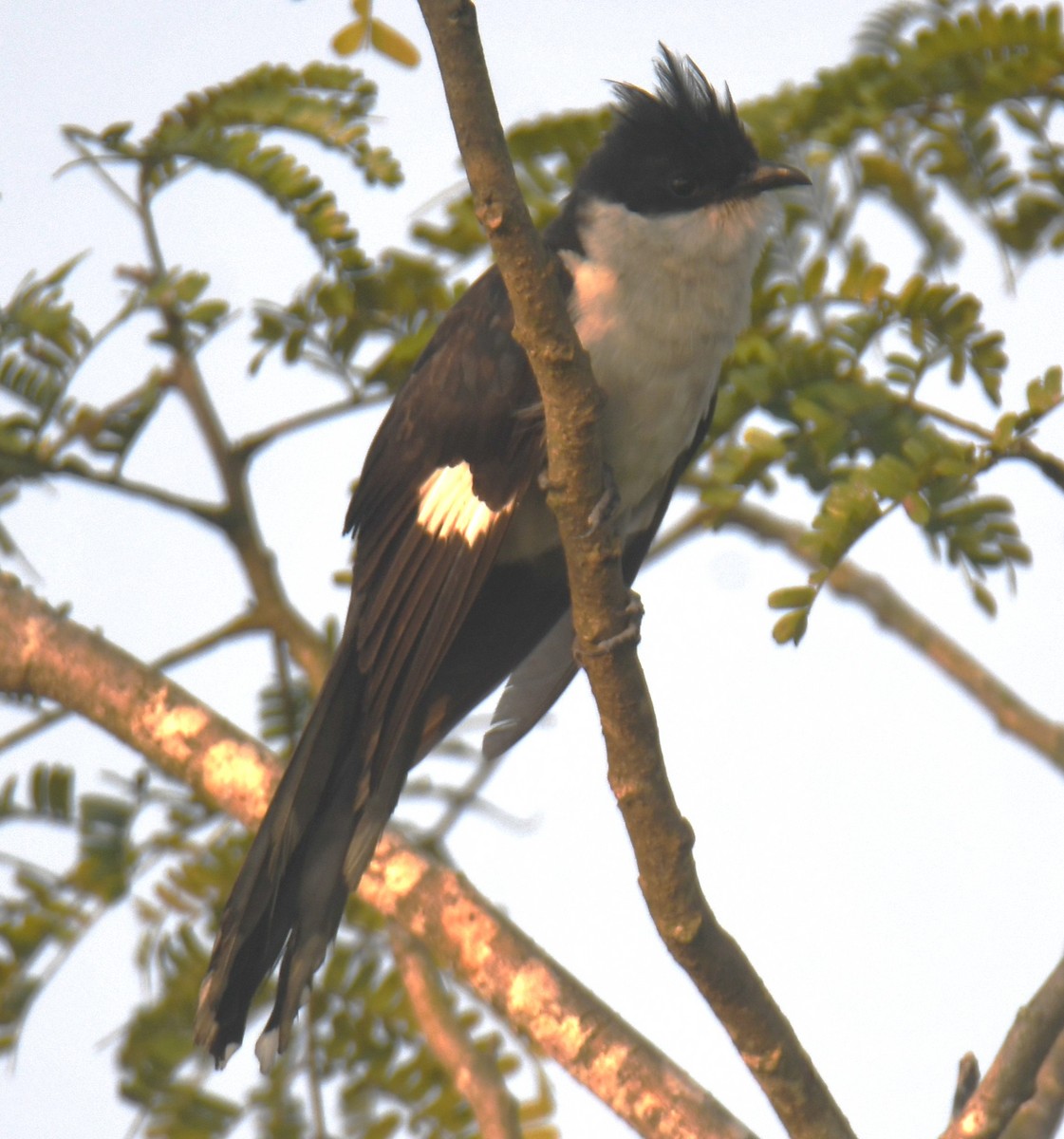 Pied Cuckoo - ML625907570