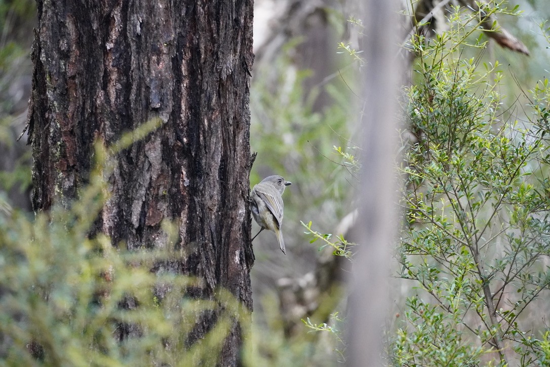 Golden Whistler - ML625907572