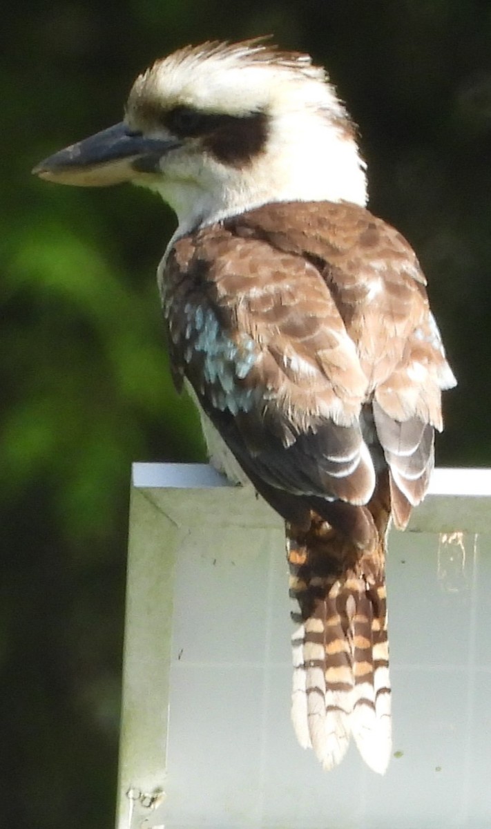 Laughing Kookaburra - ML625907573