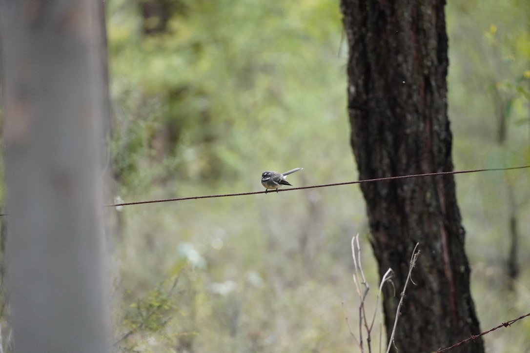 Gray Fantail - ML625907574