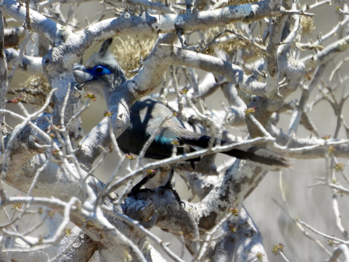 Verreaux's Coua - ML625907613