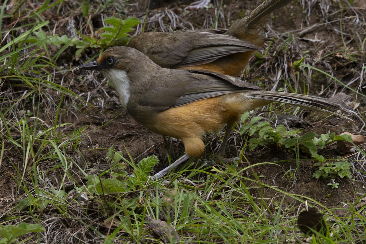 White-throated Laughingthrush - ML625907721