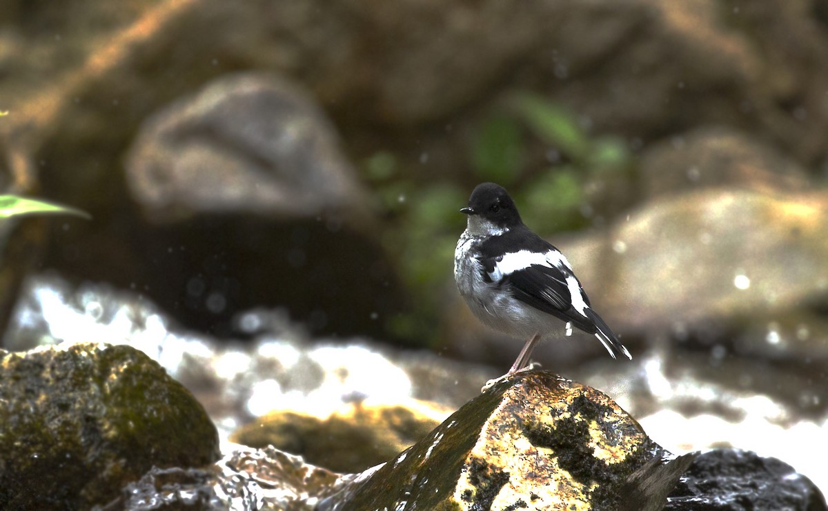 Little Forktail - ML625907751