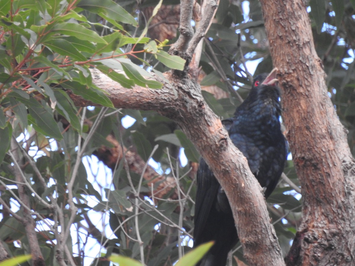 Pacific Koel - ML625907799