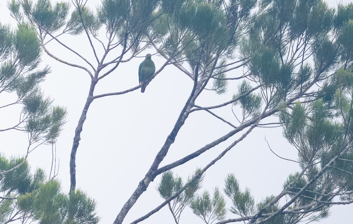 Dwarf Fruit-Dove - ML625907926