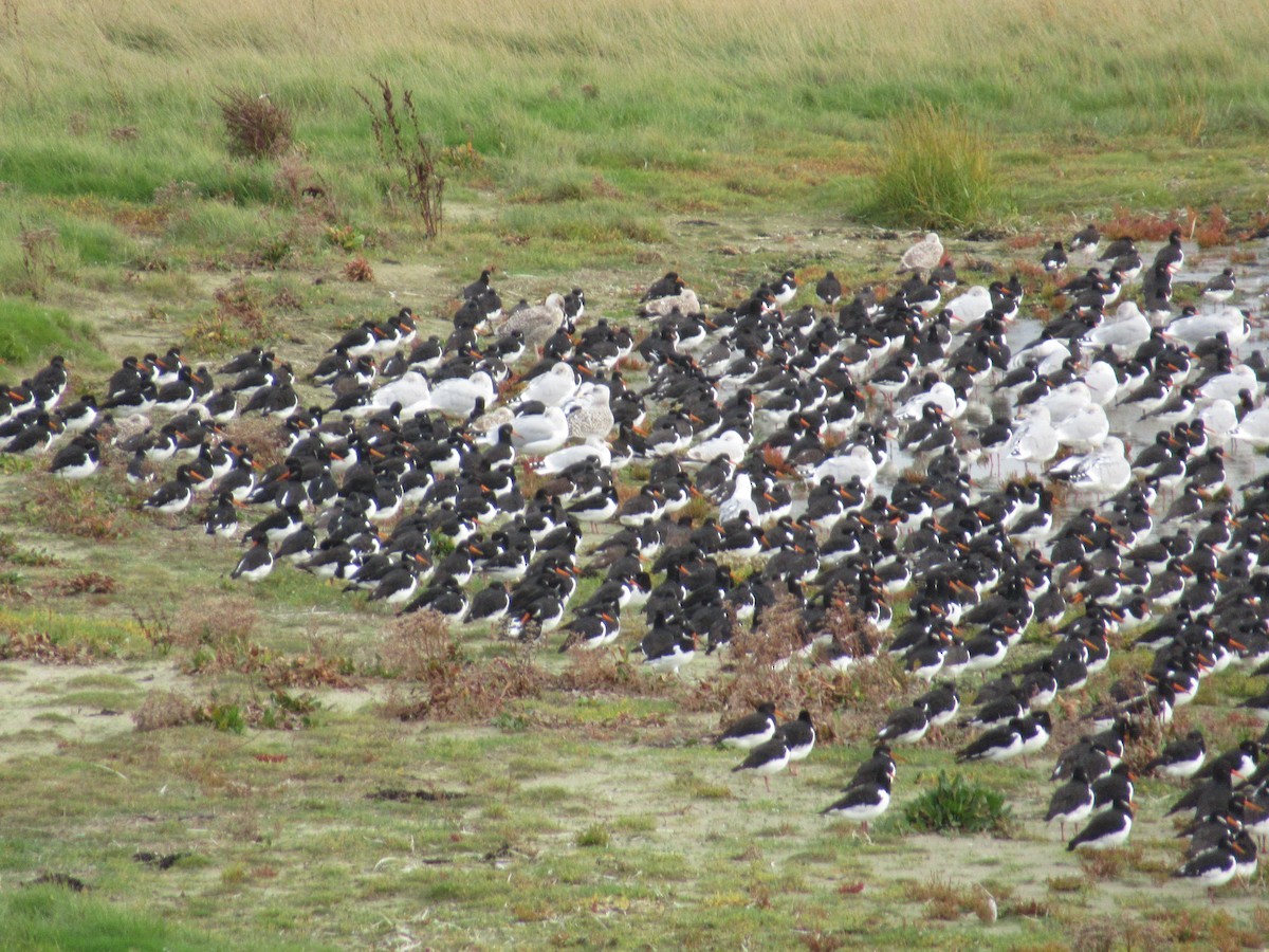 Eurasian Oystercatcher - Nireka Weeratunge