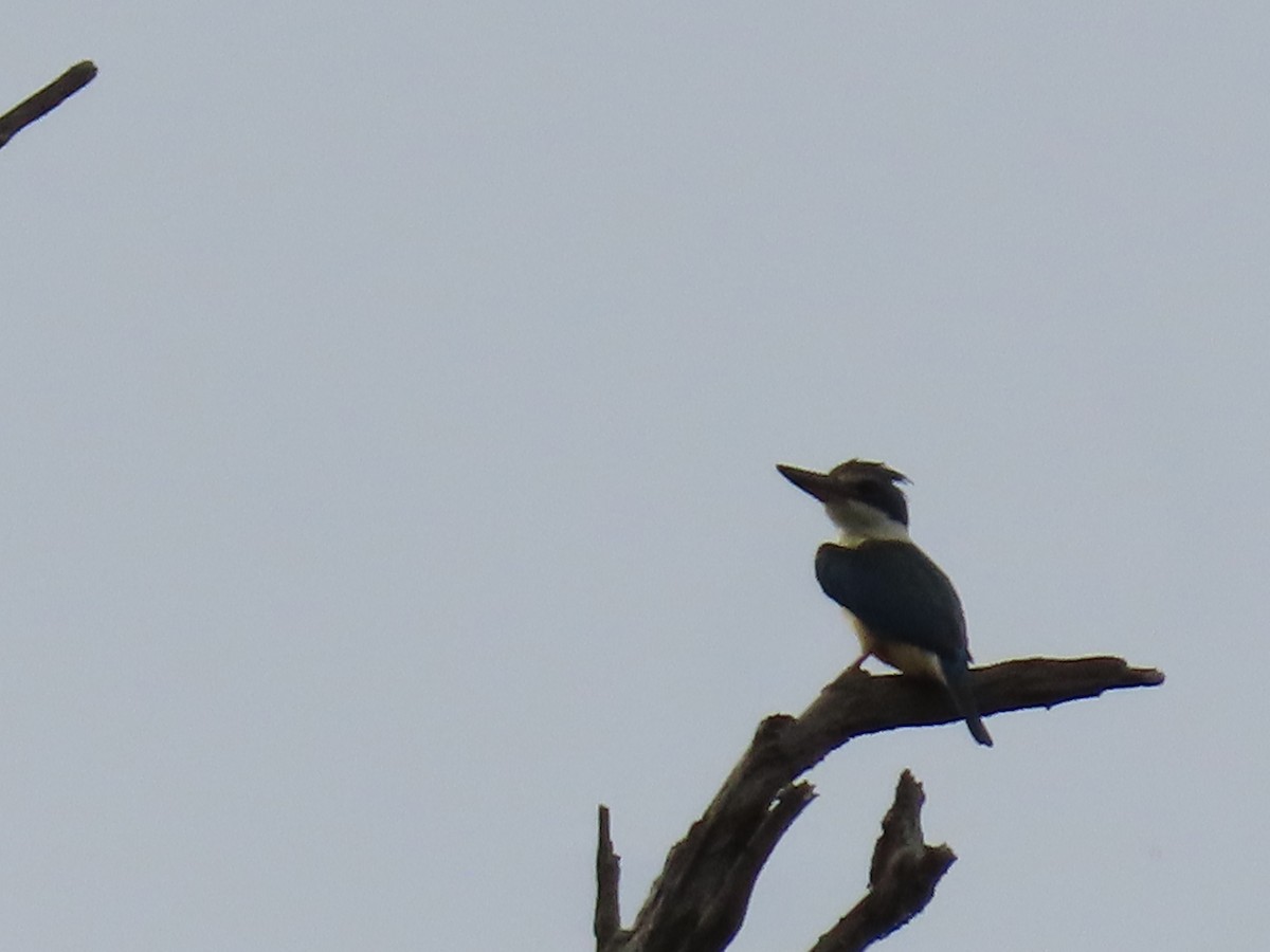 Sacred Kingfisher (Australasian) - Greg Wark